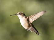 Ruby throated hummingbird 