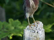 Green Heron