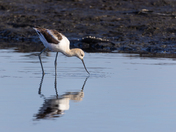 American Avocet