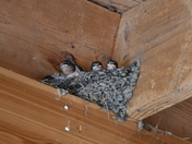 Baby Barn Swallows