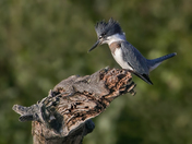 Belted Kingfisher
