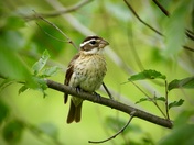 Rose-breasted grosbeak
