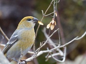 Pine Grosbeak