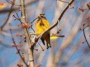 Passerine Birds 