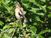 Passerine Birds 
