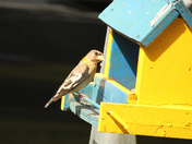 Passerine Birds 