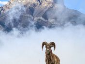 Bighorn Ram in the Canadian Rockies