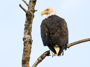 Bald Eagle