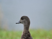 American Wigeon