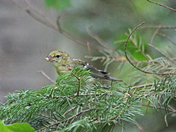 Goldfinch