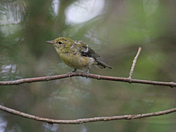 Goldfinch