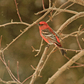 Next upload