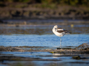 American Avocet