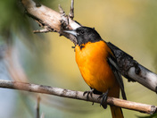 Baltimore oriole