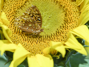 Great spangled fritillary