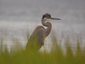 Blue Heron searching for its next meal
