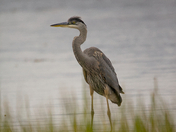 Blue Heron searching for its next meal