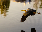 The Heron Glide