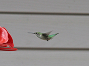 Hummer 