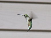Hummer 