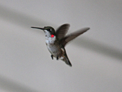 Hummer 