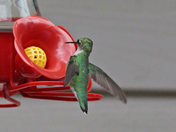Hummers 