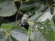 Hummers 