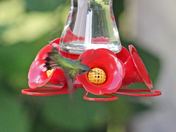 Hummers 