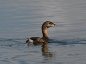 Grebe