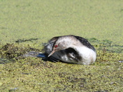 Immature Grebe