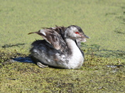 Young Grebe