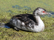 Resting Grebe