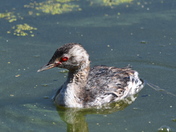 Grebe fishing