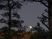 McWilliams Campground, Mt. Charleston, Nevada - Toiyabe National Forest