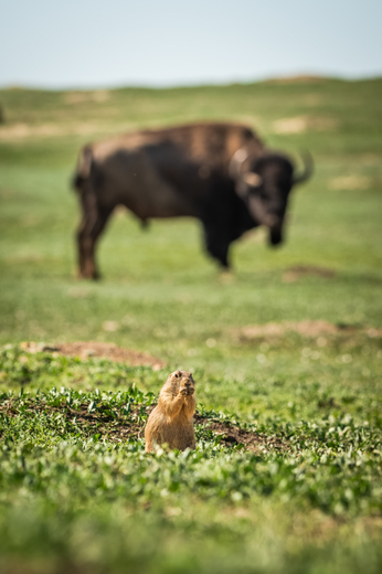 Theodore Roosevelt National Park