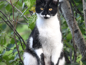 Cat On A Rail