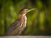 Green Heron profile