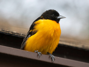 Baltimore Oriole