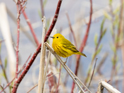 Yellow Warbler