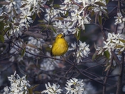 Yellow Warbler