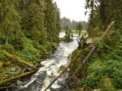 Anan Wildlife Observatory, Tongass National Forest
