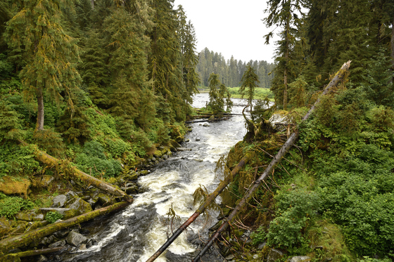 Anan Wildlife Observatory, Tongass National Forest