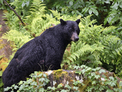 Anan Creek Wildlife Observatory, Tongass National Forest