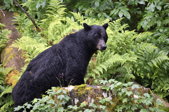Anan Creek Wildlife Observatory, Tongass National Forest