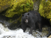 Anan Creek Wildlife Observatory, Tongass National Forest