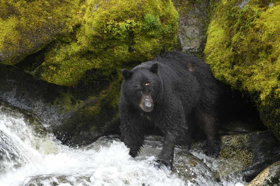 Anan Creek Wildlife Observatory, Tongass National Forest