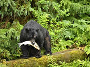 Anan Creek Wildlife Observatory, Tongass National Forest