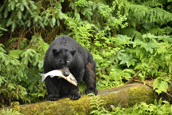 Anan Creek Wildlife Observatory, Tongass National Forest