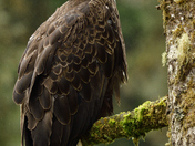 Anan Creek Wildlife Observatory, Tongass National Forest