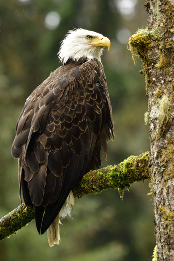 Anan Creek Wildlife Observatory, Tongass National Forest